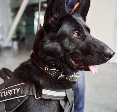 A trained K9 security dog standing alert in a harness.