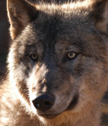 video et photo  loup