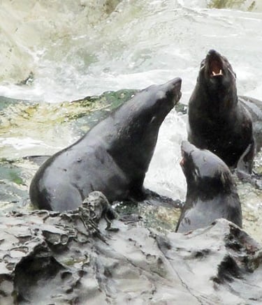 video et photo reportage 4