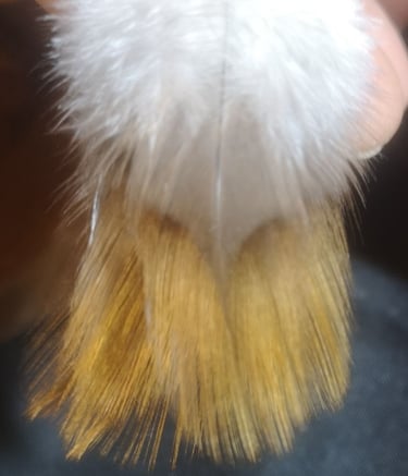 coq limousin