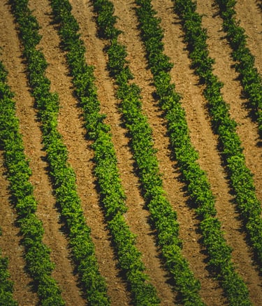 photo de aérienne vignes