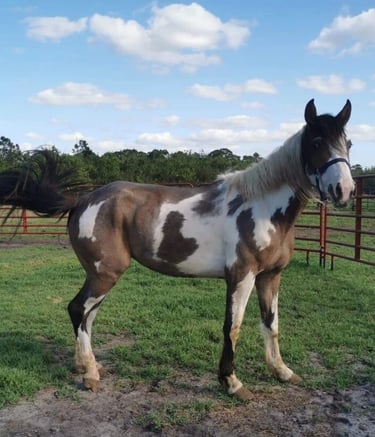 a paint horse in a field