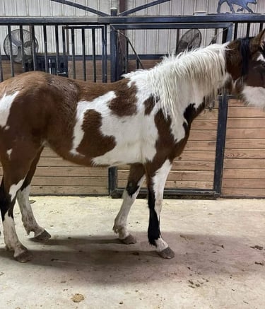 a paint horse standing in a stable