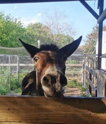 a mule is looking at the camera