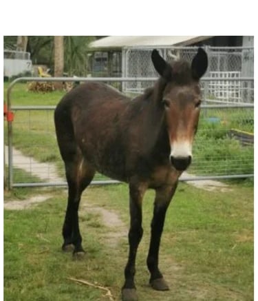 a mule with a white nose