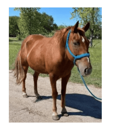 a red horse with a blue halter