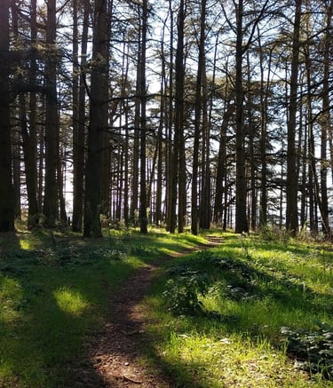 Bosque en Brignais, Rhône-Alpes