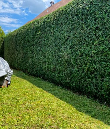 Expert hedge trimming to shape and maintain healthy hedges in Saint-Lazare