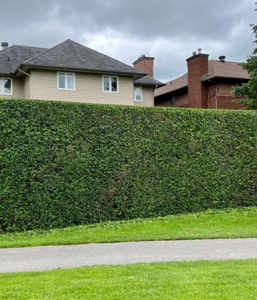 Arborist performing precise hedge trimming on a residential property in West Island