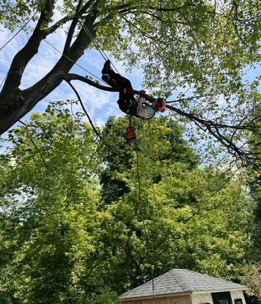 Expert pruning and branch removal on a mature tree in Vaudreuil
