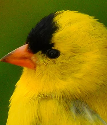 American Goldfinch