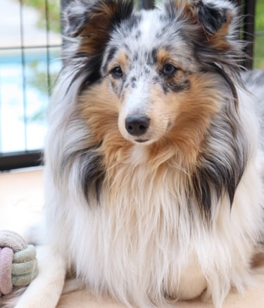 Planes de camada de pastor de las islas de shetland, Shetland Sheepdog