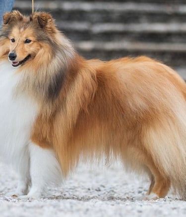 Planes de camada de pastor de las islas de shetland, Shetland Sheepdog