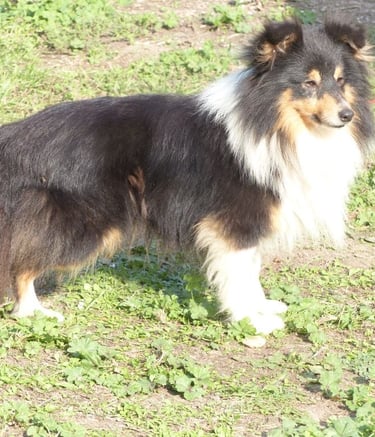 Planes de camada de pastor de las islas de shetland, Shetland Sheepdog