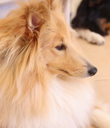 Planes de camada de pastor de las islas de shetland, Shetland Sheepdog