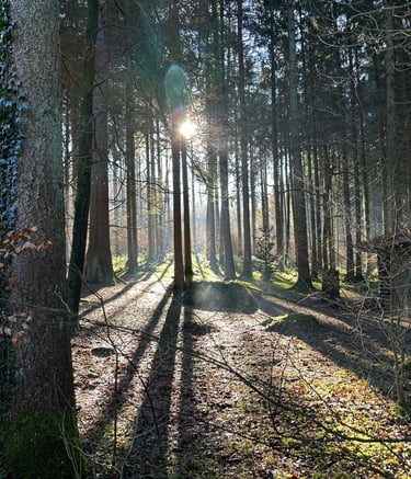 Ein vom Licht der Abendsonne durchfluteter Wald. Echtes Bild