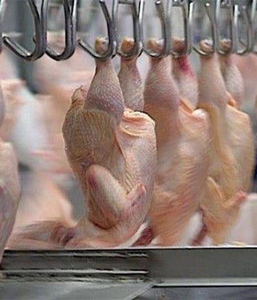 Fresh Chicken