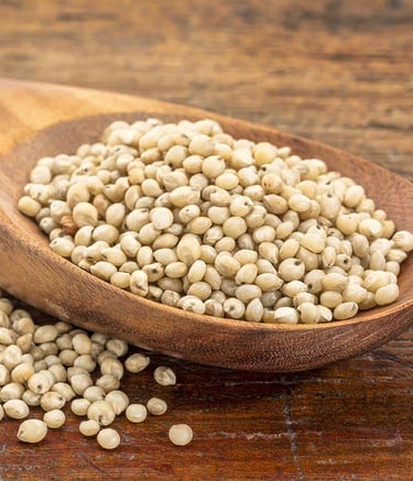 Sorghum