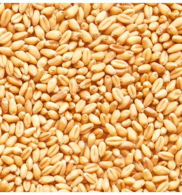 Wheat
