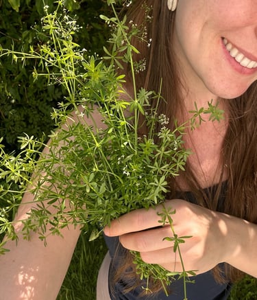 Gesundheitliche Vorteile von Labkraut: Frau mit Wiesenlabkraut im Fokus