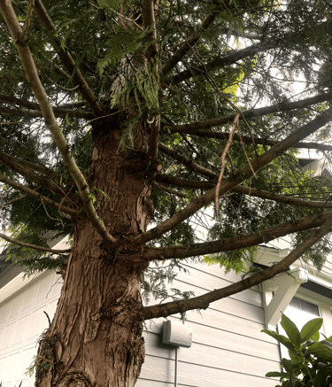 A tree service in Brier, WA is preparing to trim evergreen branches