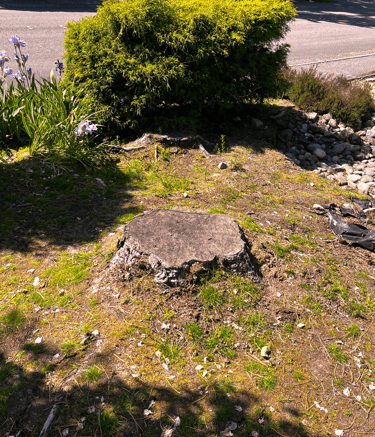 A tree service in Maltby, WA preparing for a stump grinding job to remove a front yard stump
