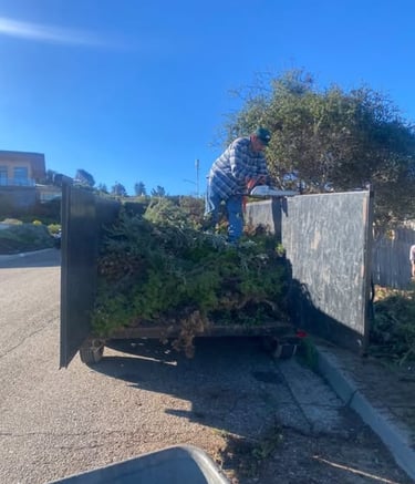 Branches clean up