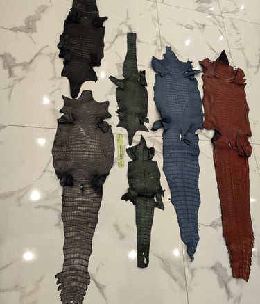 peau entière d alligator 