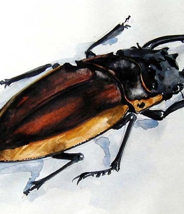 Aquarelle représentant un insecte : cerf-volant