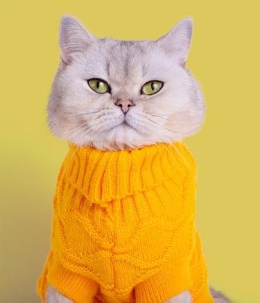 Mascota gato usando un suéter amarillo de temporada invierno a la medida