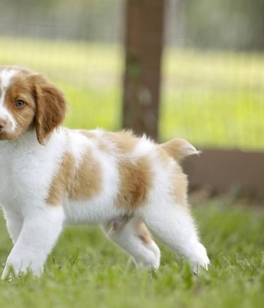  Brittany Spaniel