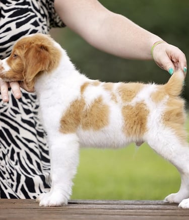  Brittany Spaniel