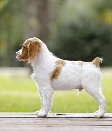  Brittany Spaniel