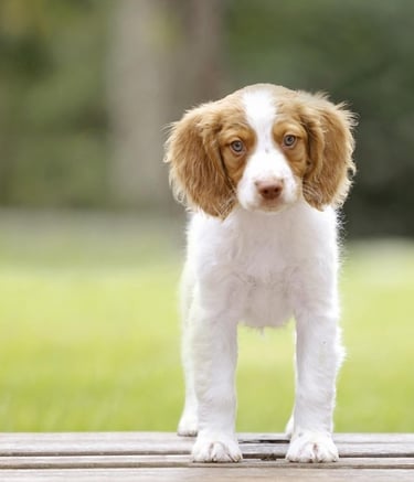  Brittany Spaniel