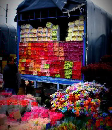 margaritas al por mayor pereria