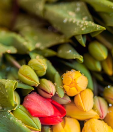 distribuidoras de flores en colombia