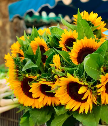 girasoles al por mayor pereira