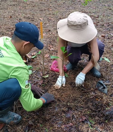 two people planting tree