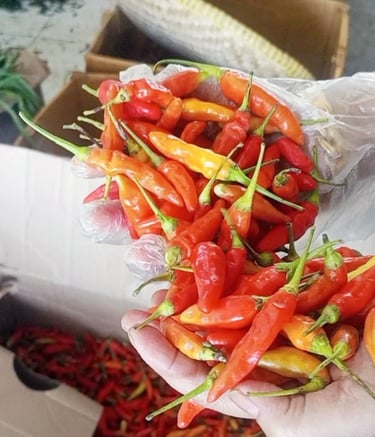 chillifarm.online tipe Jablay