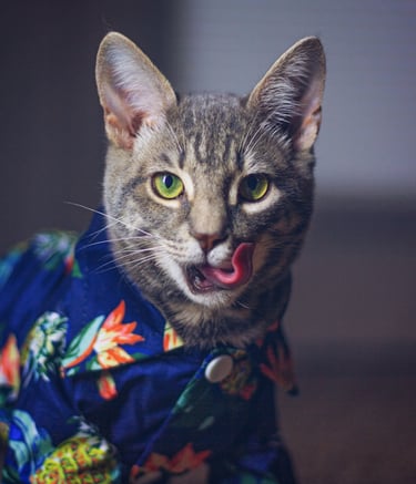 Un adorable gato atigrado de ojos verdes, con una camisa hawaiana tropical azul