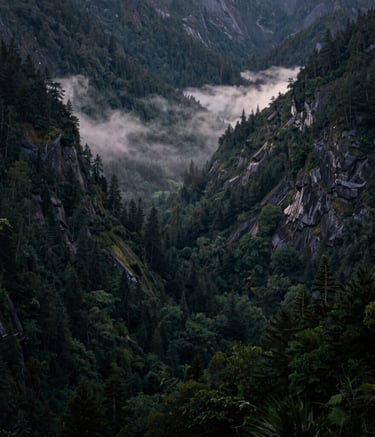A moody landscape of a mist-covered valley in the Pacific Northwest at dawn. The composition emphasizes the quiet, rugged beauty of the North American wilderness with deep forest green and black shadows.