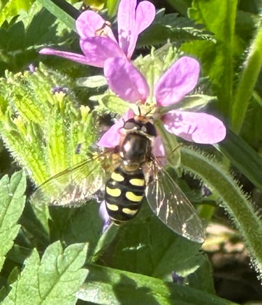 Hoverfly