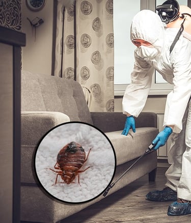 wood termite damage treatment