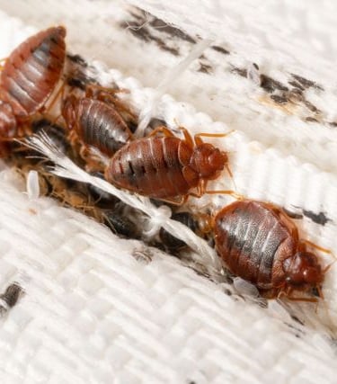 anti termite pest control process