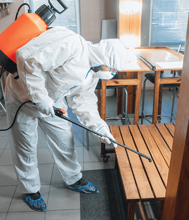 professional termite pest control service