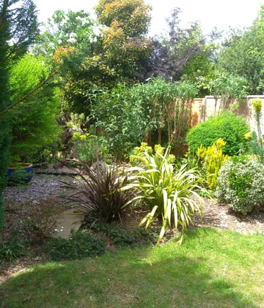 Lush residential backyard garden featuring green lawn, phormium plants, and diverse shrubs along a wooden fence.