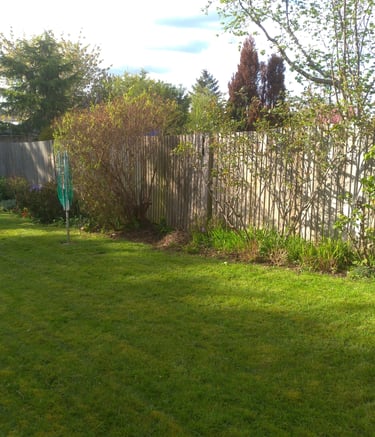 Sunny backyard garden with a green lawn, wooden fence, spring tulips, and garden shrubs.