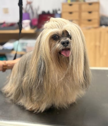 Lhassa Apso en toilettage standard concours