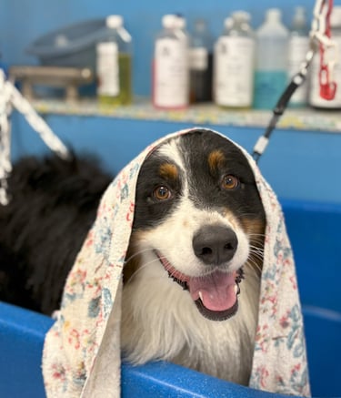 Bain d'un Berger Australien