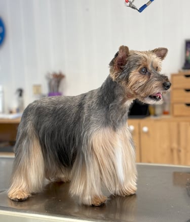 Coupe New Look Yorkshire Terrier